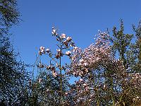 2009-04-17_07-11-20_0064