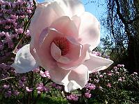 magnolia_iolanthe