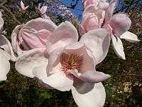 magnolia-iolanthe