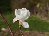magnolia_jade_lamp