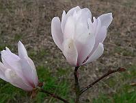 2009-04-22_17-36-04_0087