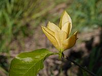 magnolia_judy_zuk