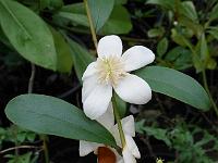 magnolia_laevifolia_'velvet_and_cream'