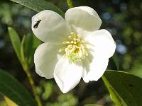 magnolia_laevifolia_dali_velvet