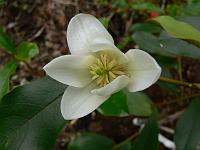 magnolia-laevifolia-michelle