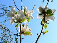 magnolia_leda
