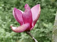 magnolia_lili_diva_x_black_tulip