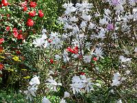 magnolia-loebneri