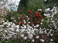 magnolia-x-loebneri