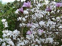 magnolia_loebneri