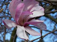 magnolia-leonard-messel