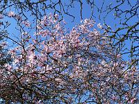 magnolia_leonard_messel