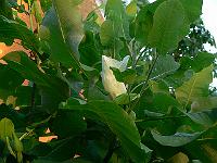 2010-07-13_20-00-46_0070