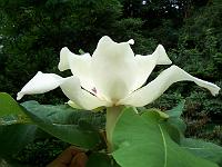 magnolia_macrophylla