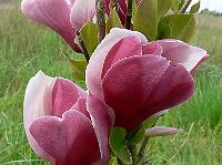 2009-05-03_09-03-32_0031