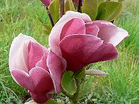 2009-05-03_09-03-41_0036crop