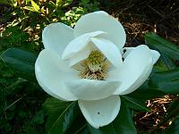 magnolia-maryland