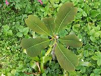 magnolia_biloba
