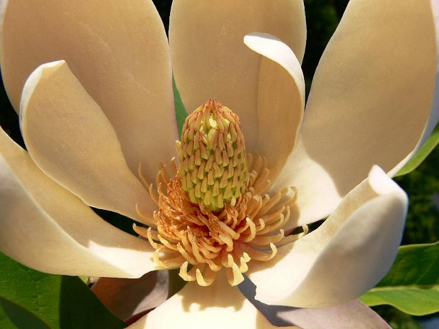 magnolia-officinalis-biloba