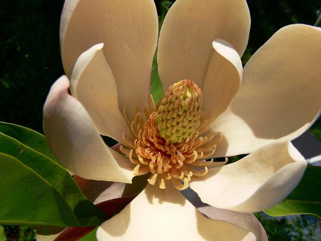 magnolia_officinalis_ssp_biloba