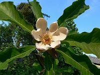 magnolia_officinalis_ssp._biloba_-_cntsc
