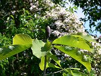 20-05-2007_12-05-07_15