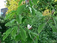2009-05-29_19-46-42_0134
