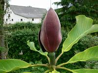 28-05-2007_11-49-01_07