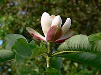 31-05-2007_18-50-16_240