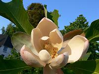 31-05-2007_20-55-37_47