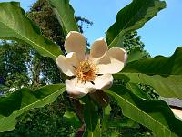 m-officinalisbiloba