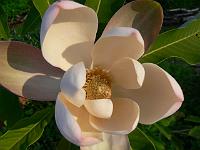 magnolia_biloba