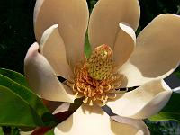 magnolia_officinalis_ssp_biloba