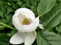 magnolia_porcelain_dove
