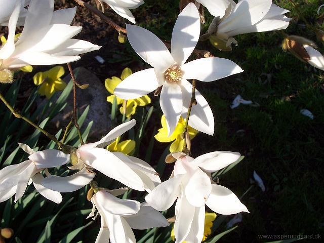 magnolia_x_proctoriana