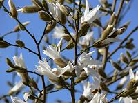 magnolia-x-proctoriana