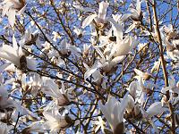 magnolia_proctoriana