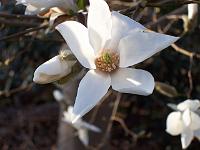 magnoliaproctoriana