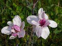 magnolia_purple_globe