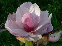 2010-05-20_17-07-55_0030