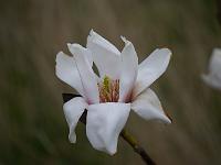 magnolia_rebecca's_perfume