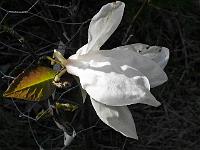 magnolia_salicifolia_concolor