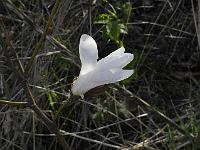 magnolia_salicifolia_miss_jack
