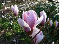 magnolia-satisfaction