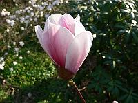magnolia_satisfaction