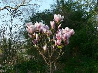 magnoliasatisfaction