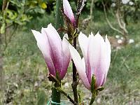 magnolia_sentinel