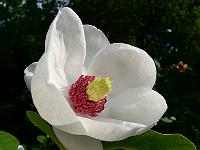 magnolia-sieboldii