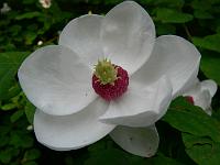 magnolia_sieboldii