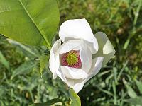 magnolia_sieboldii_x_ashei
